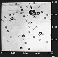 AFM Gold Calibration Kit