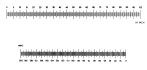 Stage Micrometer Scale