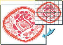 Motic Images Advanced 3.2 Image Assembly