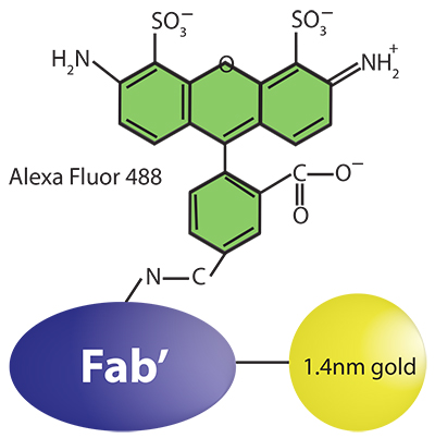 nanogold 1.4nm