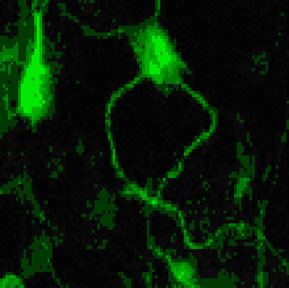 Single slice electron tomogram of a single synapse