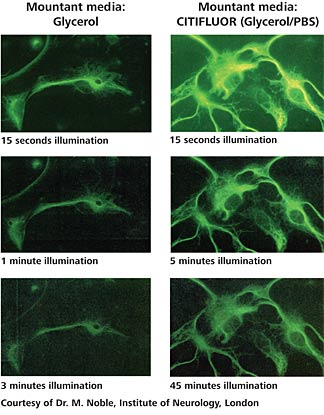 citifluor mountant media